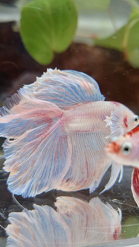 HALFMOON DOUBLE TAIL DUMBO EAR WHITE OPAQUE BETTA FISH