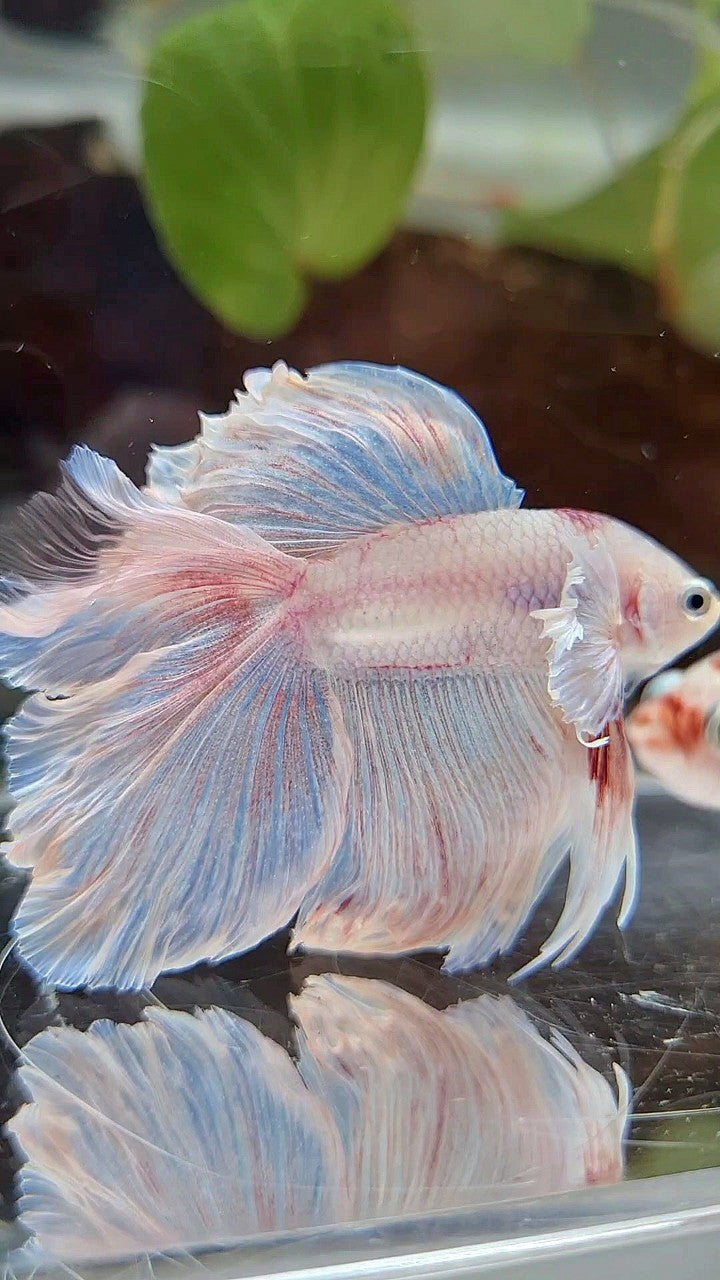 HALFMOON DOUBLE TAIL DUMBO EAR WHITE OPAQUE BETTA FISH
