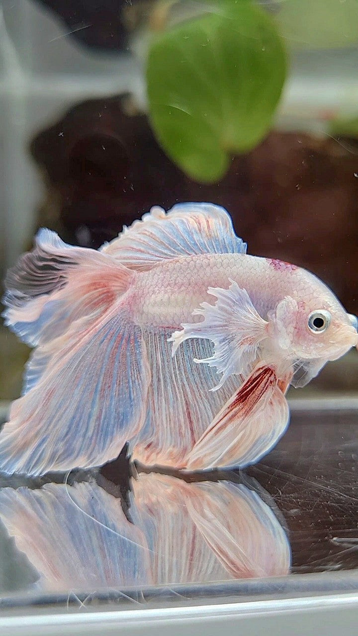 HALFMOON DOUBLE TAIL DUMBO EAR WHITE OPAQUE BETTA FISH