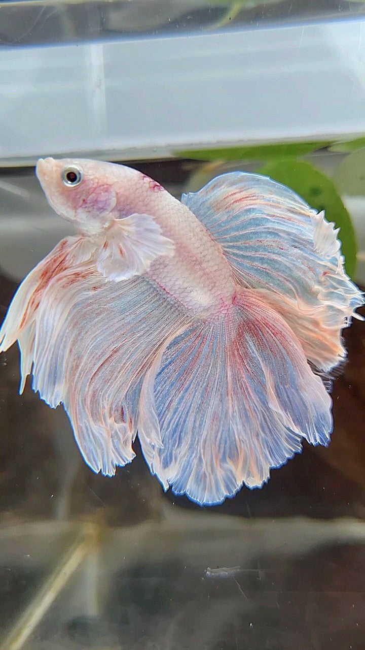 HALFMOON DOUBLE TAIL DUMBO EAR WHITE OPAQUE BETTA FISH