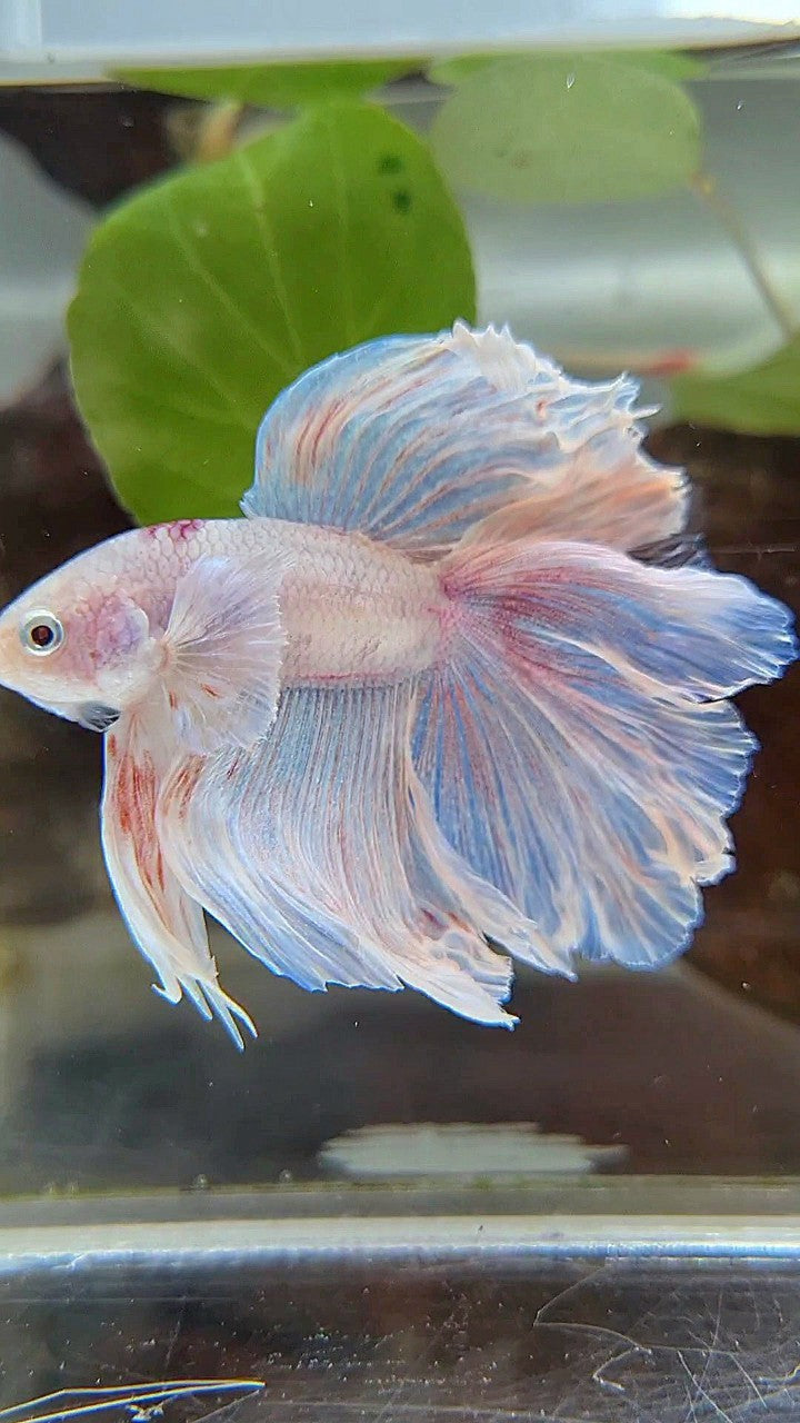 HALFMOON DOUBLE TAIL DUMBO EAR WHITE OPAQUE BETTA FISH