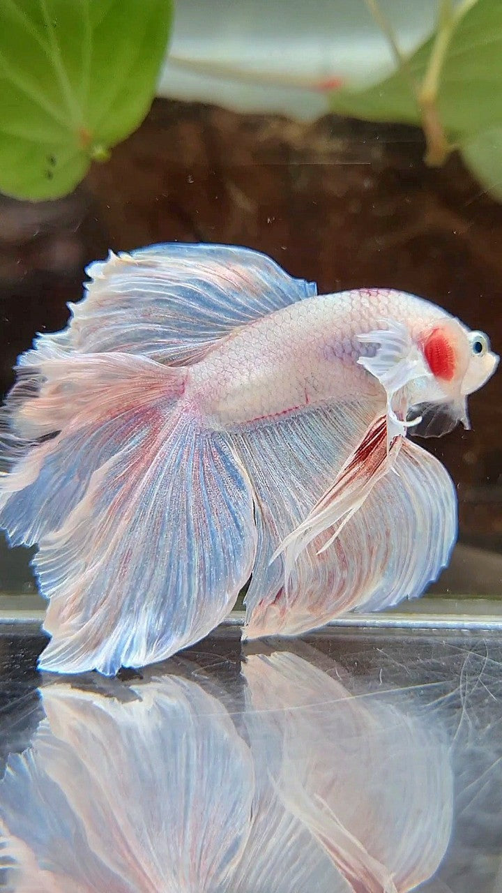 HALFMOON DOUBLE TAIL DUMBO EAR WHITE OPAQUE BETTA FISH