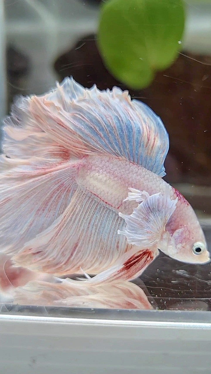 HALFMOON DOUBLE TAIL DUMBO EAR WHITE OPAQUE BETTA FISH