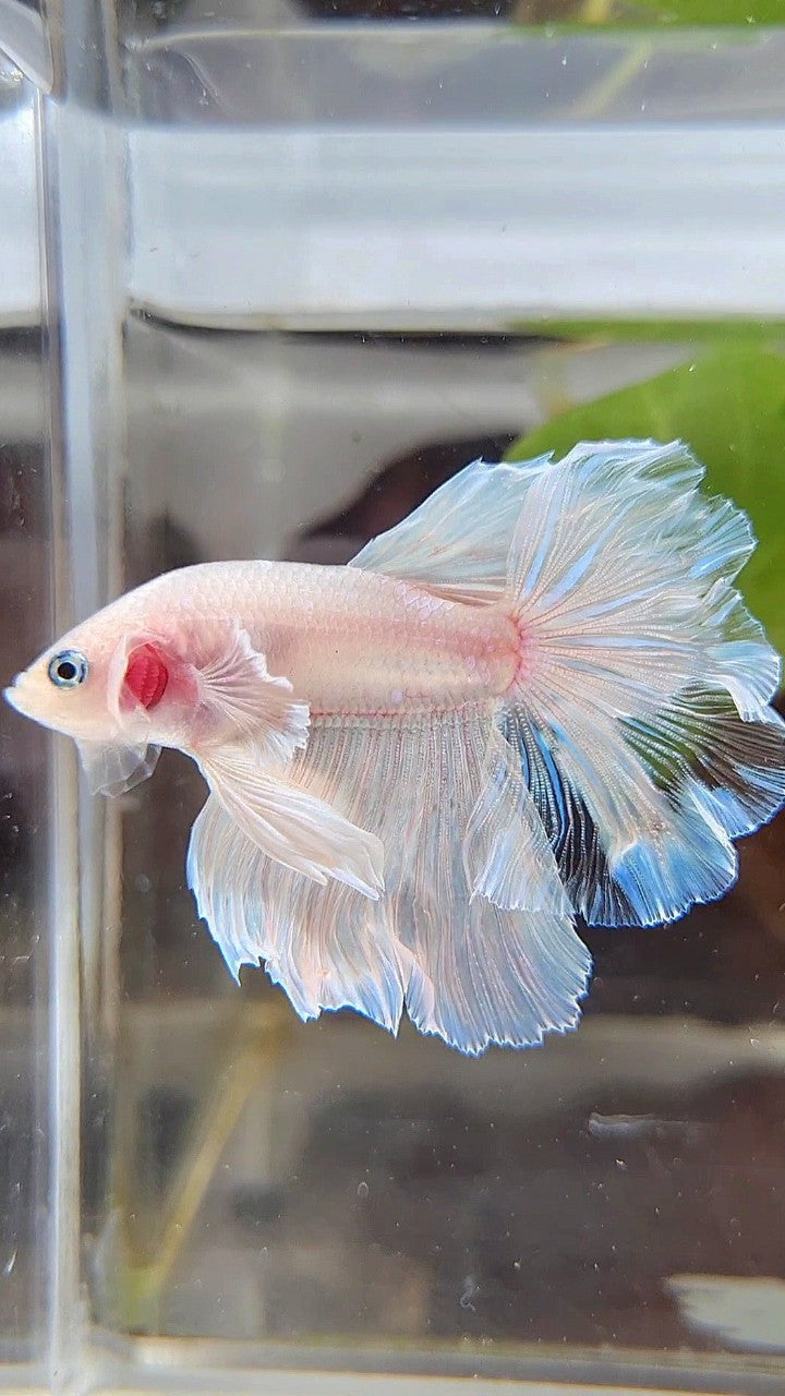 HALFMOON BIG EAR WHITE CELLOPHANE BETTA FISH