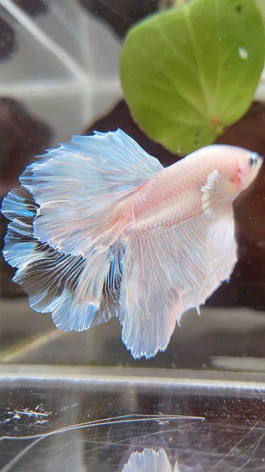 HALFMOON BIG EAR WHITE CELLOPHANE BETTA FISH