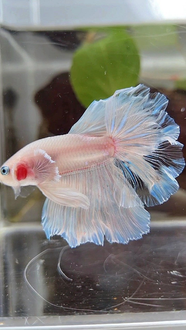 HALFMOON BIG EAR WHITE CELLOPHANE BETTA FISH