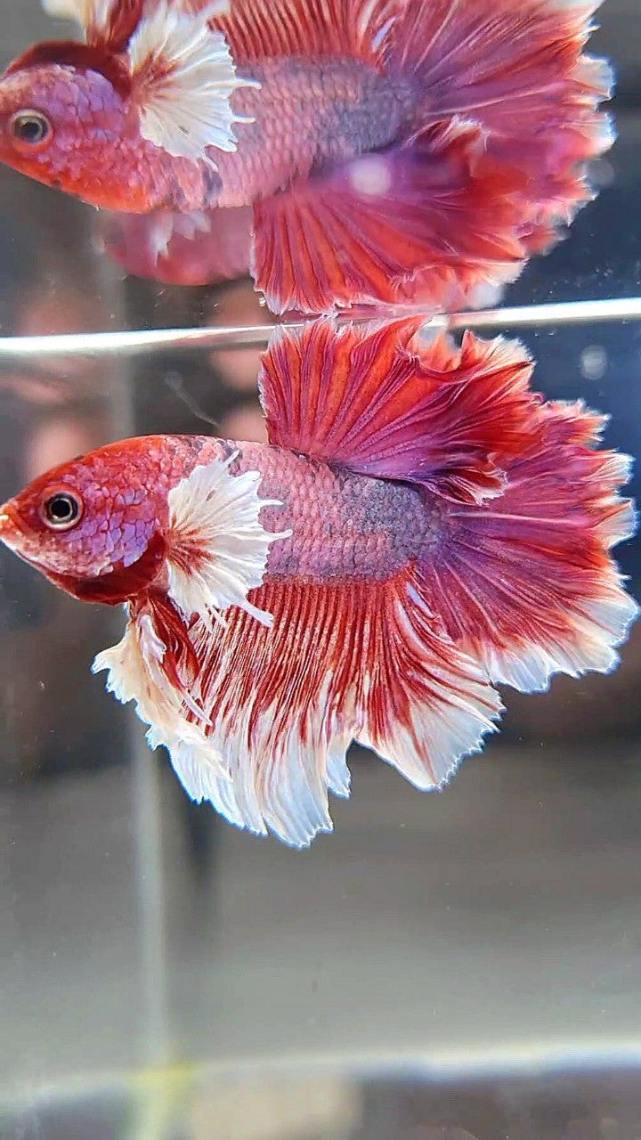 HALFMOON BIG EAR ROSETAIL RED FANCY MULTICOLOR BETTA FISH
