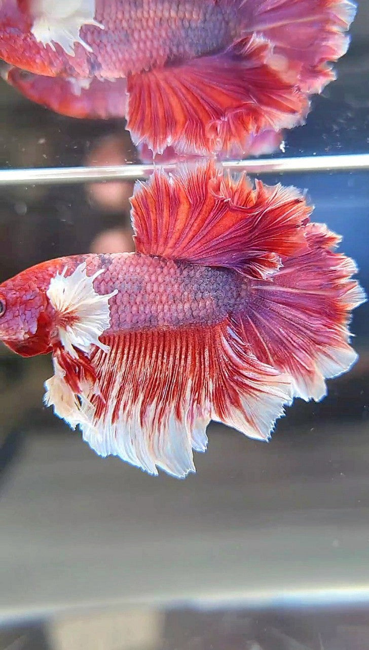 HALFMOON BIG EAR ROSETAIL RED FANCY MULTICOLOR BETTA FISH
