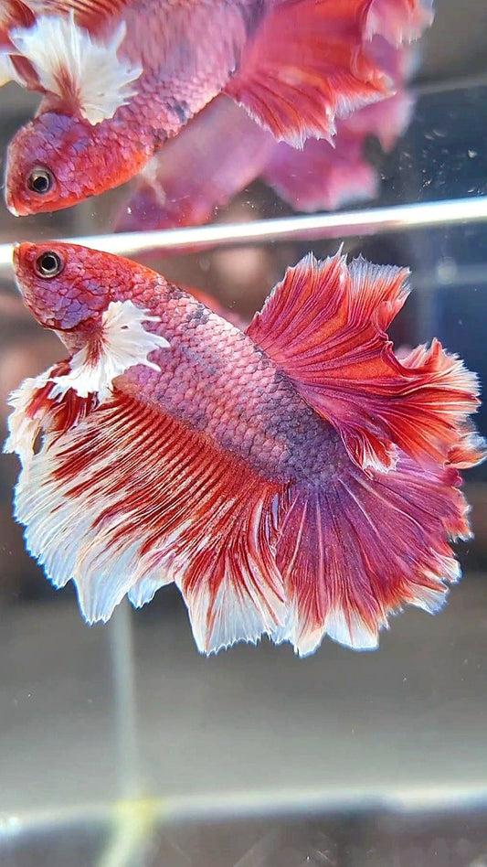 HALFMOON BIG EAR ROSETAIL RED FANCY MULTICOLOR BETTA FISH