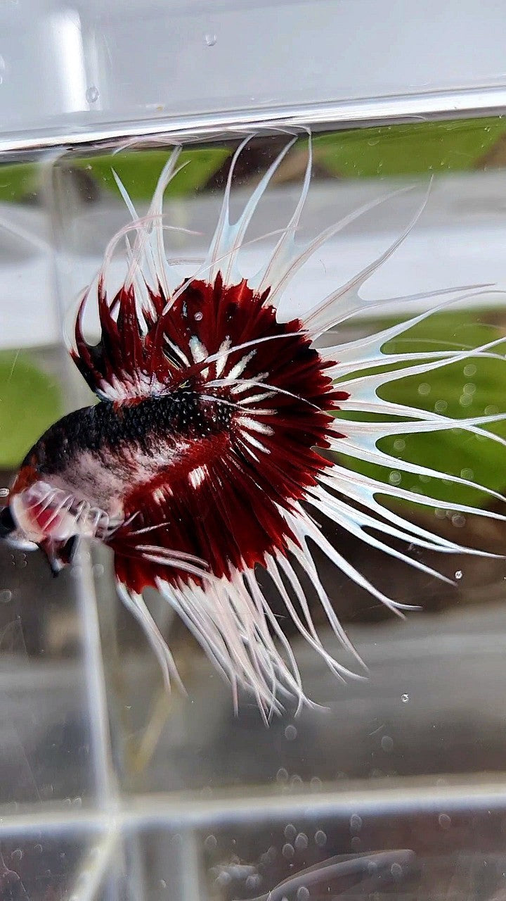 XL KING CROWNTAIL FANCY RED PATTERN UNIQUE BETTA FISH