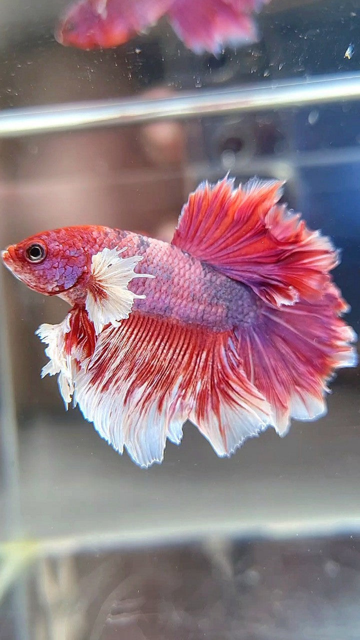 HALFMOON BIG EAR ROSETAIL RED FANCY MULTICOLOR BETTA FISH