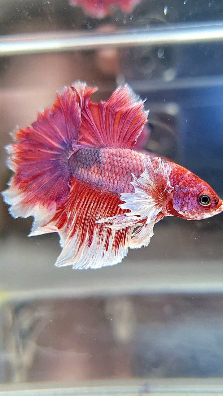 HALFMOON BIG EAR ROSETAIL RED FANCY MULTICOLOR BETTA FISH