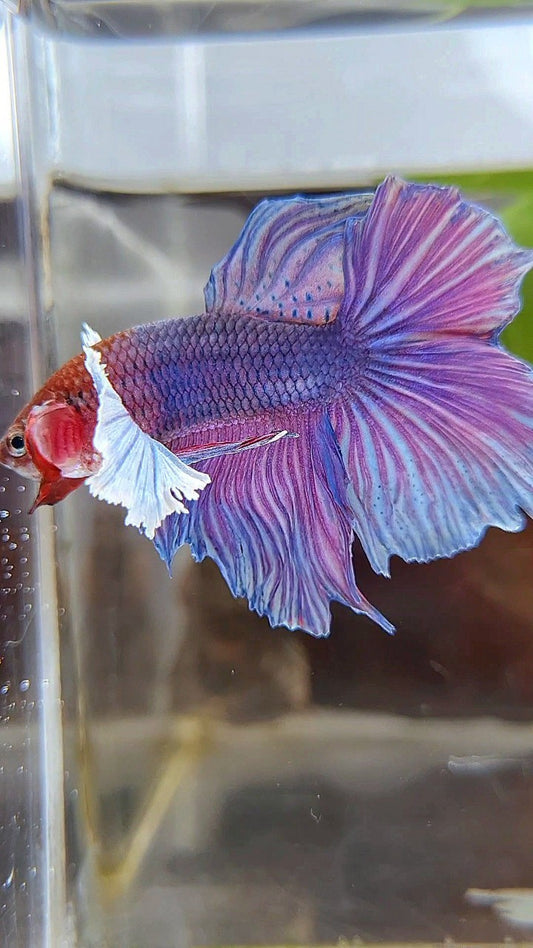 HALFMOON DUMBO EAR PURPLE BETTA FISH