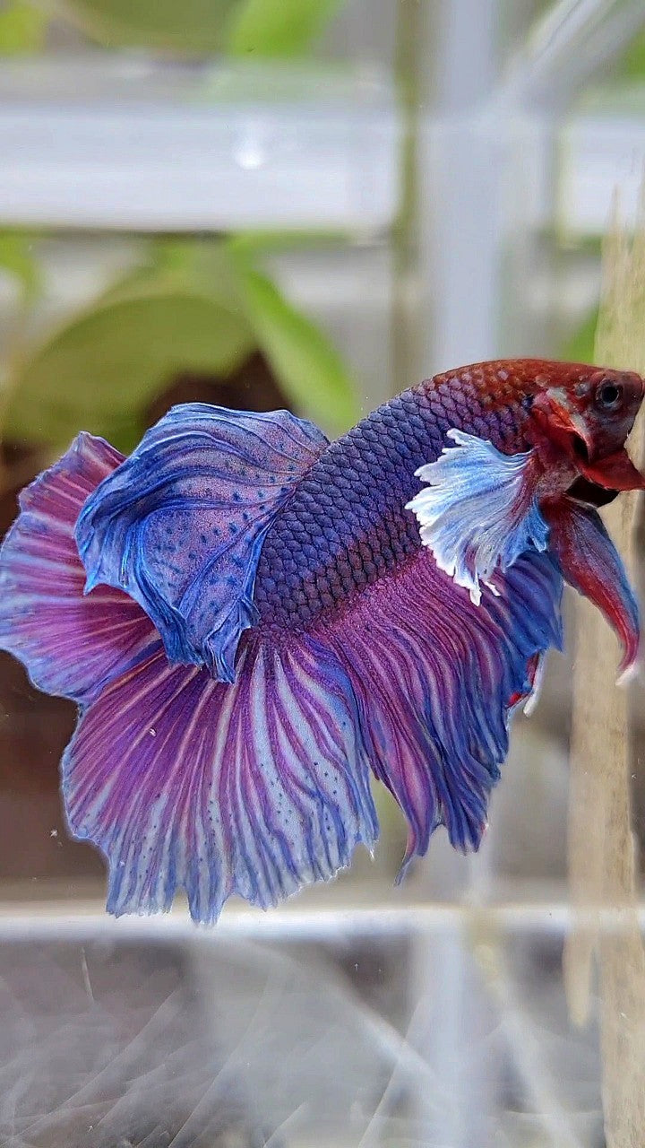 HALFMOON DUMBO EAR PURPLE BETTA FISH