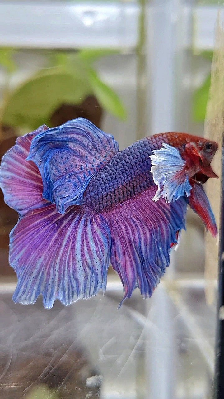 HALFMOON DUMBO EAR PURPLE BETTA FISH