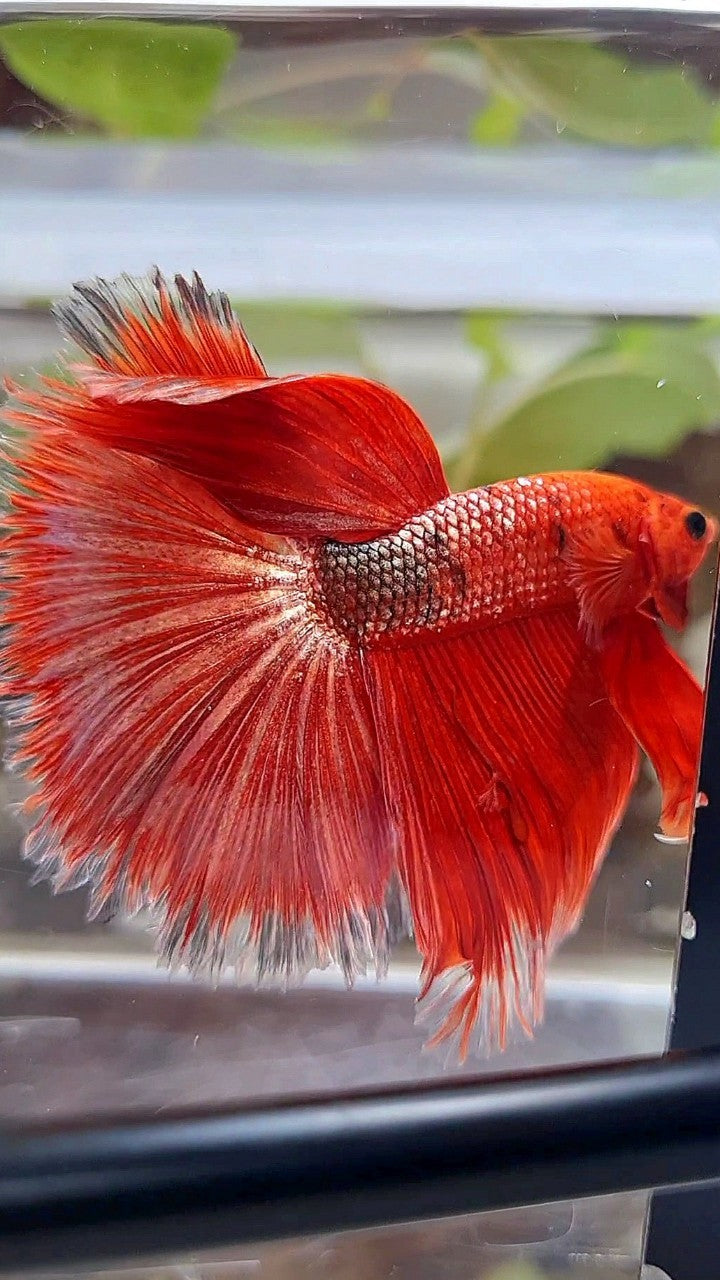 HALFMOON OVER ROSETAIL RED GOLD COPPER FANCY BETTA FISH