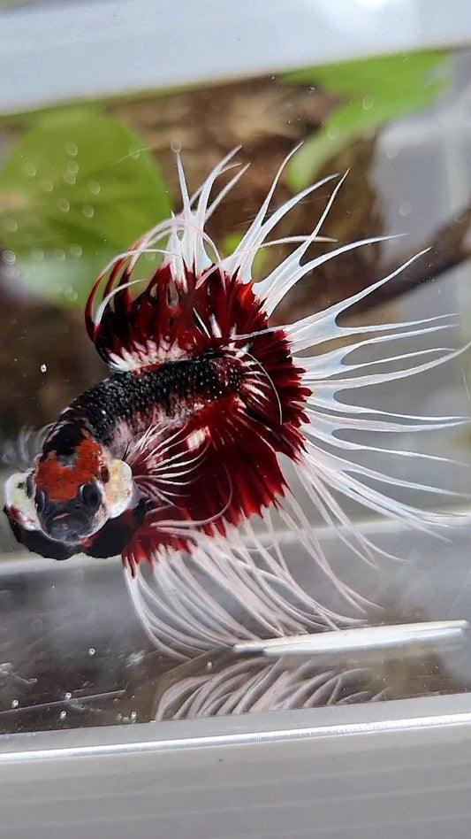 XL KING CROWNTAIL FANCY RED PATTERN UNIQUE BETTA FISH