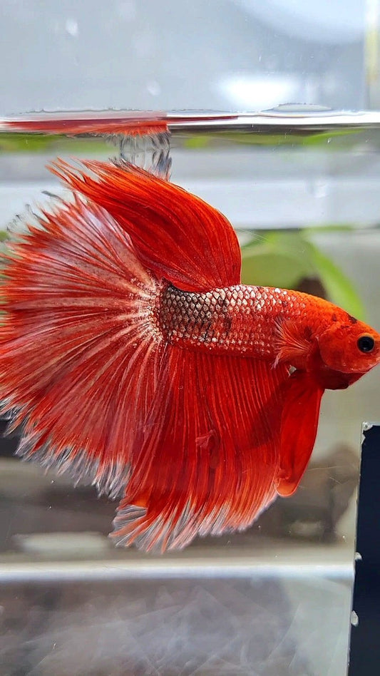 HALFMOON OVER ROSETAIL RED GOLD COPPER FANCY BETTA FISH