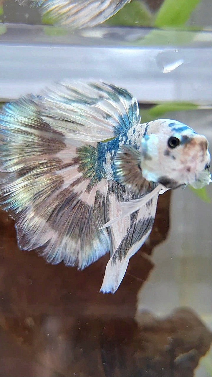 LUXURY HALFMOON SUPER DOTS COPPER SPLASH PATTERN BETTA FISH