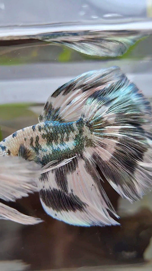 LUXURY HALFMOON SUPER DOTS COPPER SPLASH PATTERN BETTA FISH