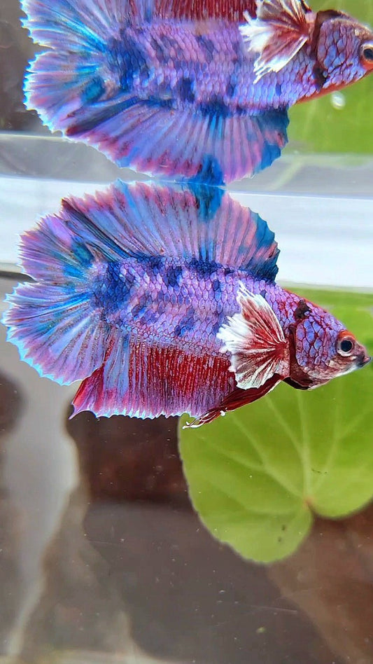 PLAKAT DUMBO DOUBLE TAIL PURPLE FANCY BETTA FISH