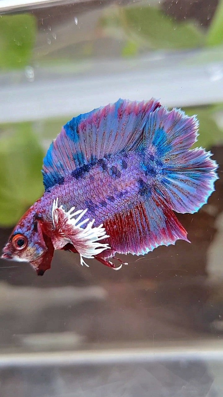 PLAKAT DUMBO DOUBLE TAIL PURPLE FANCY BETTA FISH