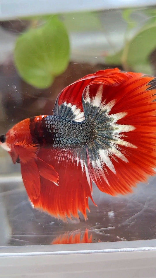 HALFMOON ROSETAIL RED FCCP STARTAIL COPPER BETTA FISH