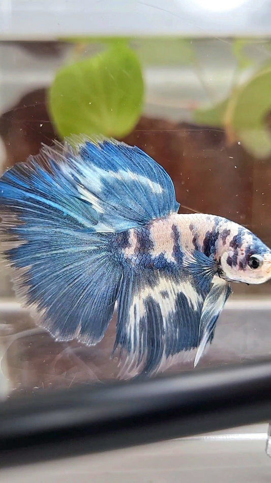 HALFMOON BLUE DOTS MARBLE BETTA FISH