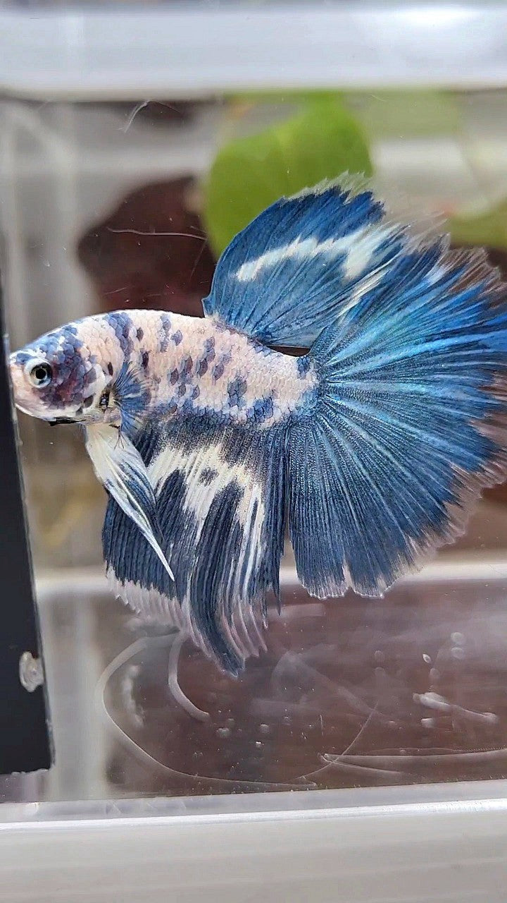 HALFMOON BLUE DOTS MARBLE BETTA FISH
