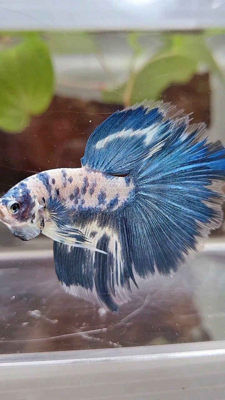 HALFMOON BLUE DOTS MARBLE BETTA FISH