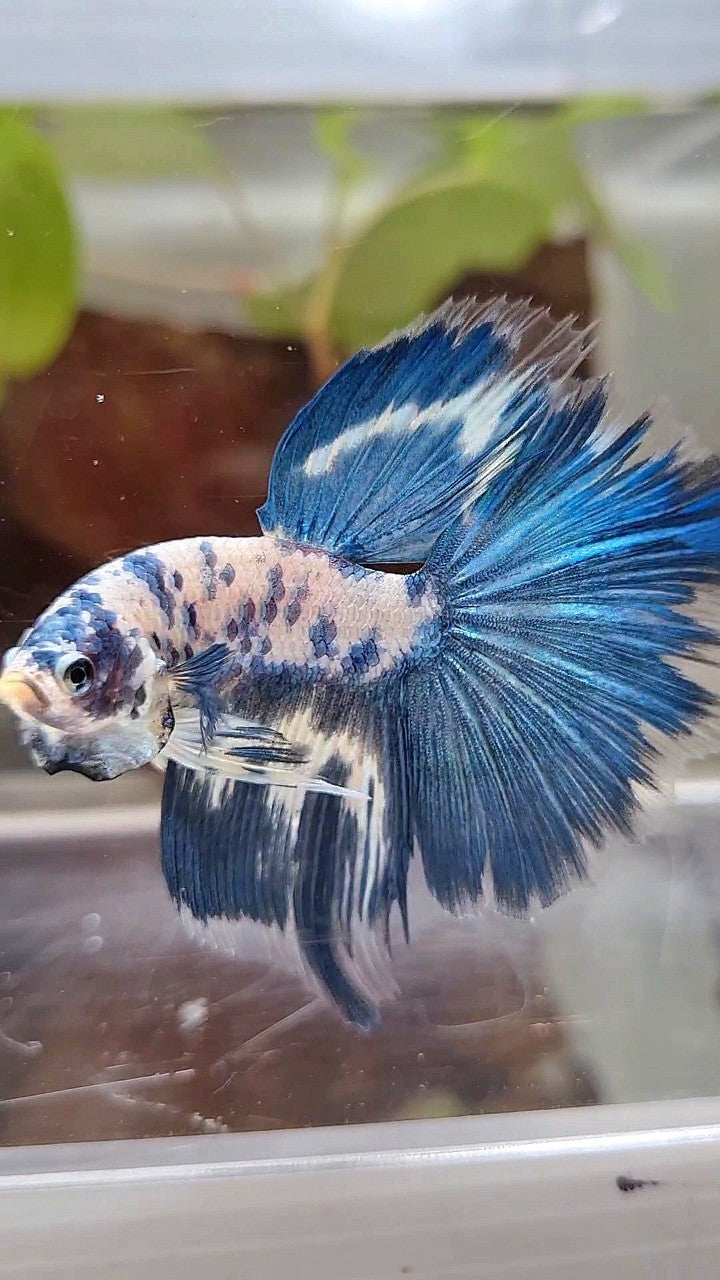 HALFMOON BLUE DOTS MARBLE BETTA FISH