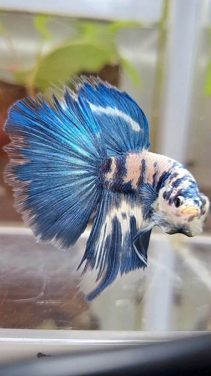 HALFMOON BLUE DOTS MARBLE BETTA FISH