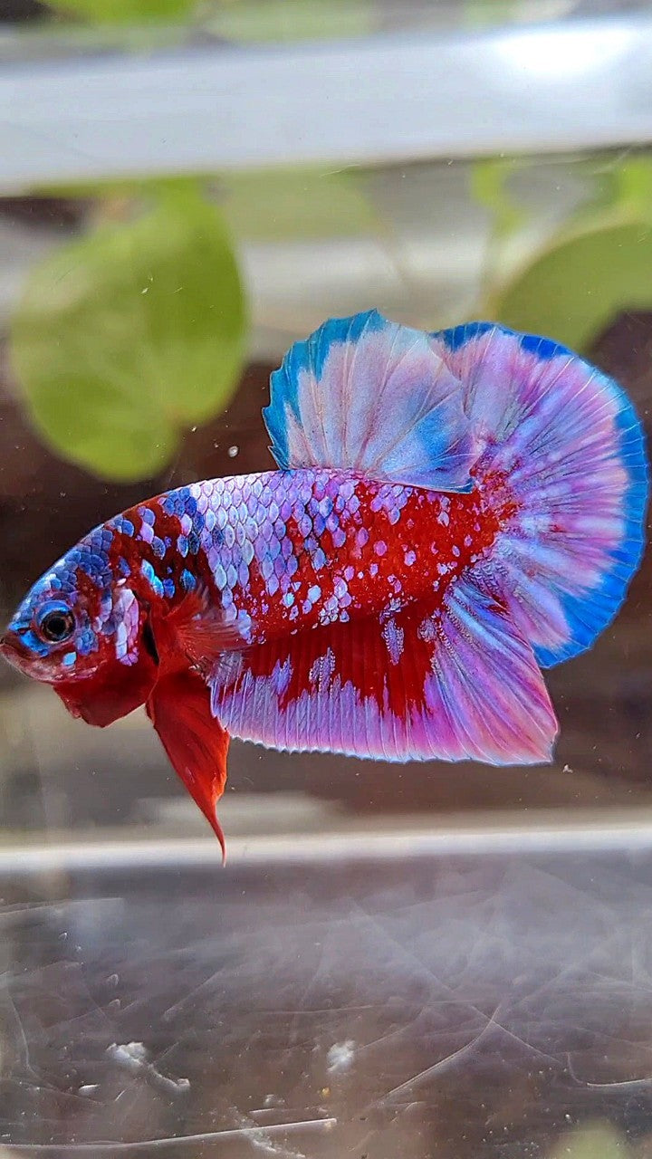 PLAKAT SUPER RPG RED PURPLE GALAXY BETTA FISH – Rare Betta Fish Store