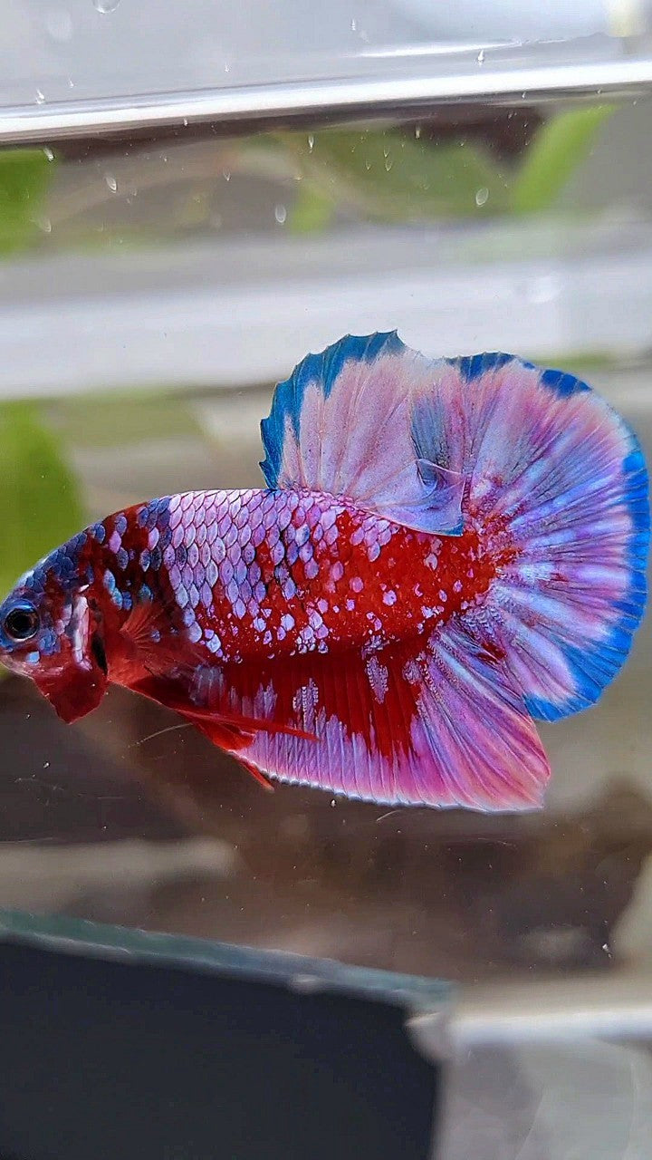 PLAKAT SUPER RPG RED PURPLE GALAXY BETTA FISH