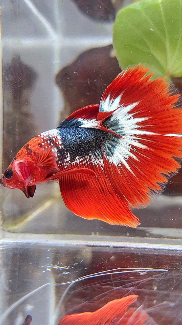 HALFMOON ROSETAIL RED FCCP COPPER BETTA FISH