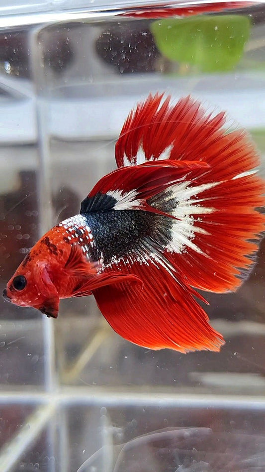 HALFMOON ROSETAIL RED FCCP COPPER BETTA FISH
