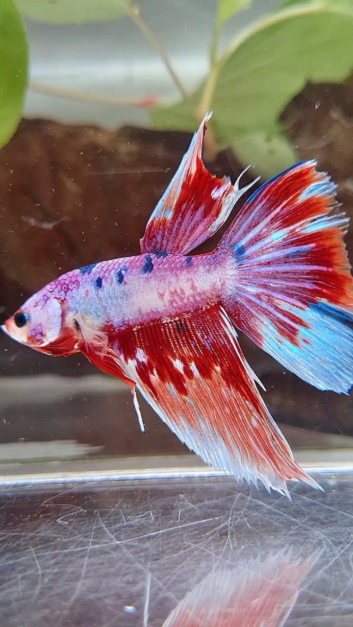 HALFMOON FANCY MULTICOLOR BETTA FISH