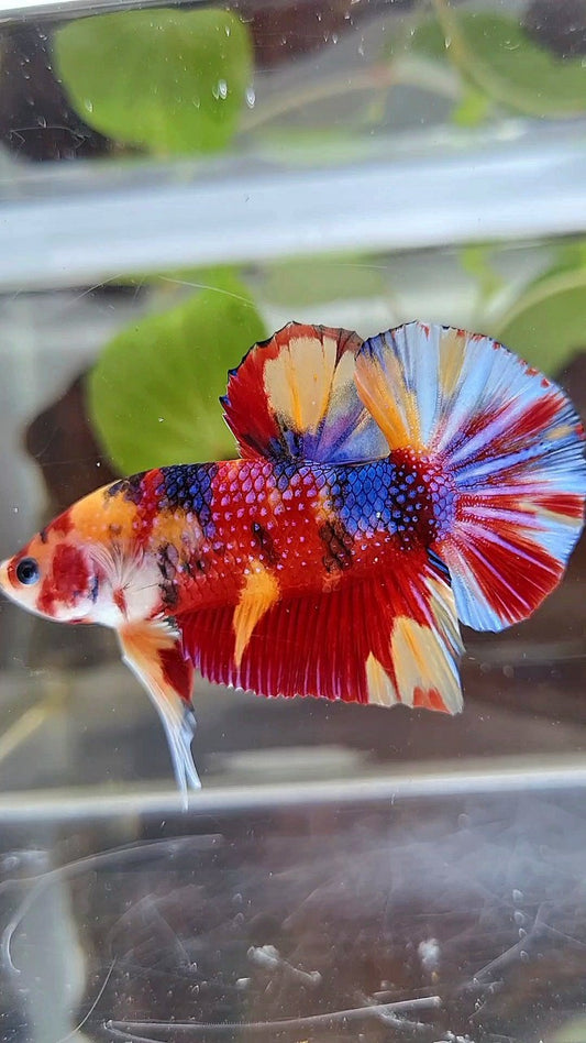 GIANT PLAKAT BO 4,5CM+ RED ORANGE METTALIC MULTICOLOR BETTA FISH