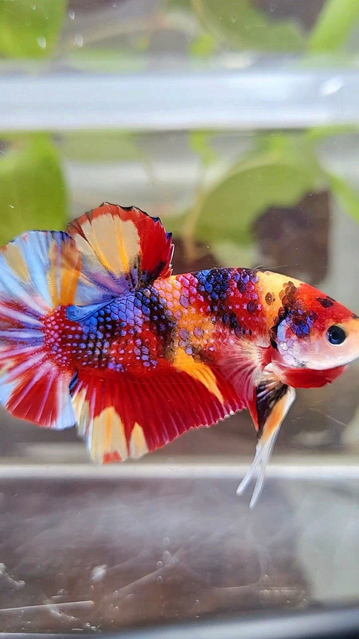 GIANT PLAKAT BO 4,5CM+ RED ORANGE METTALIC MULTICOLOR BETTA FISH
