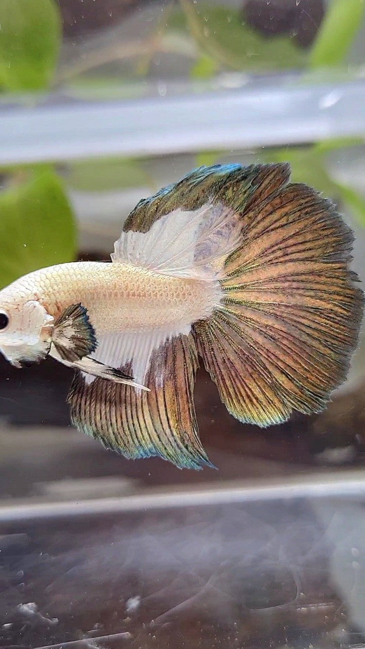 HALFMOON COPPER RIM PATTERN BETTA FISH