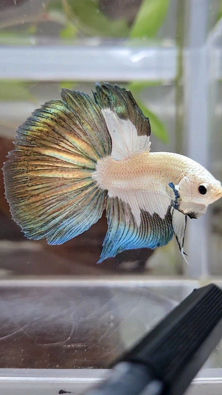 HALFMOON COPPER RIM PATTERN BETTA FISH