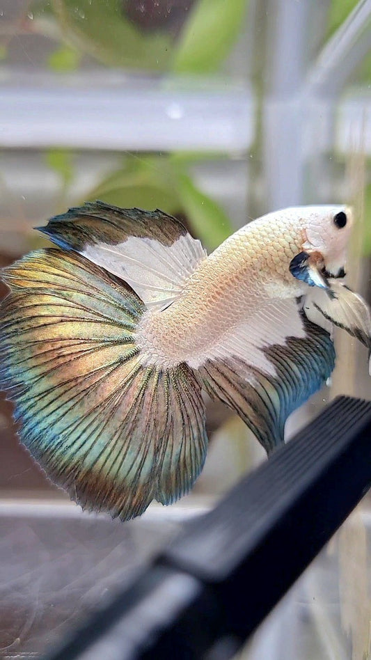 HALFMOON COPPER RIM PATTERN BETTA FISH