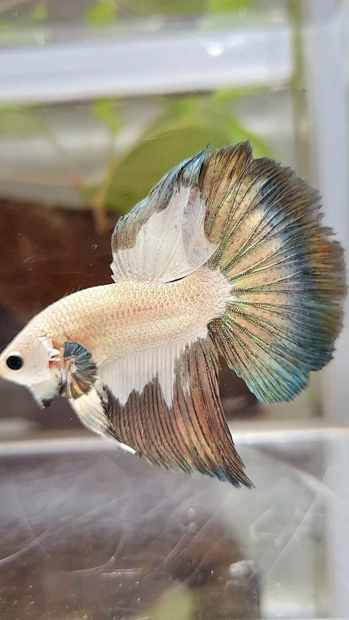 HALFMOON COPPER RIM PATTERN BETTA FISH