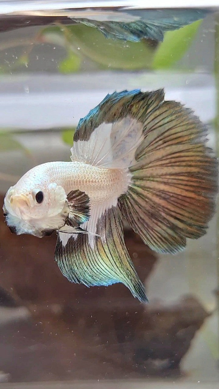 HALFMOON COPPER RIM PATTERN BETTA FISH