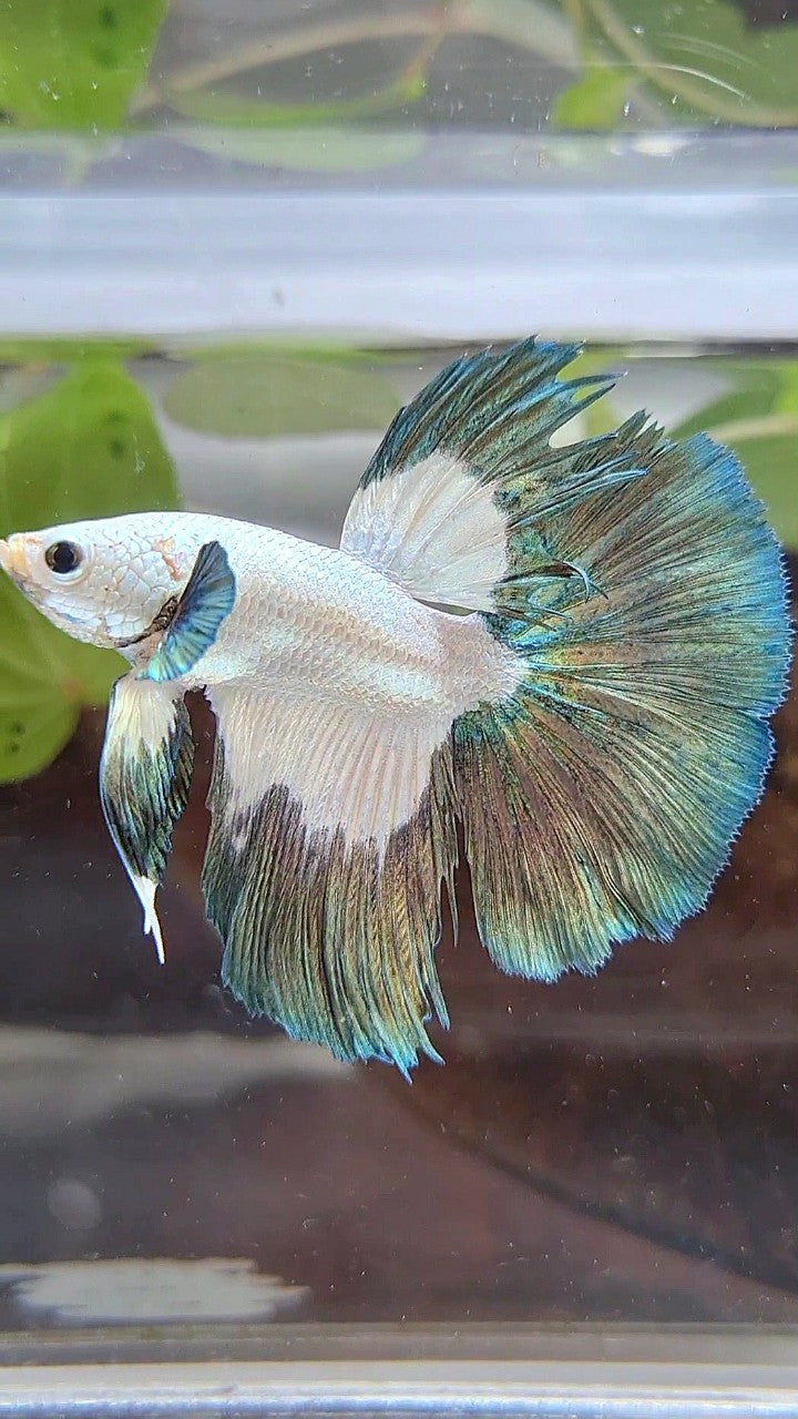 HALFMOON COPPER RIM PATTERN BETTA FISH
