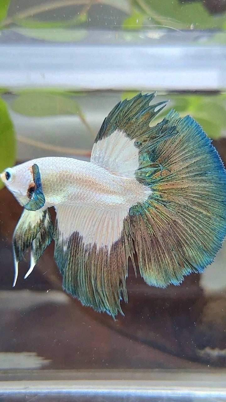HALFMOON COPPER RIM PATTERN BETTA FISH