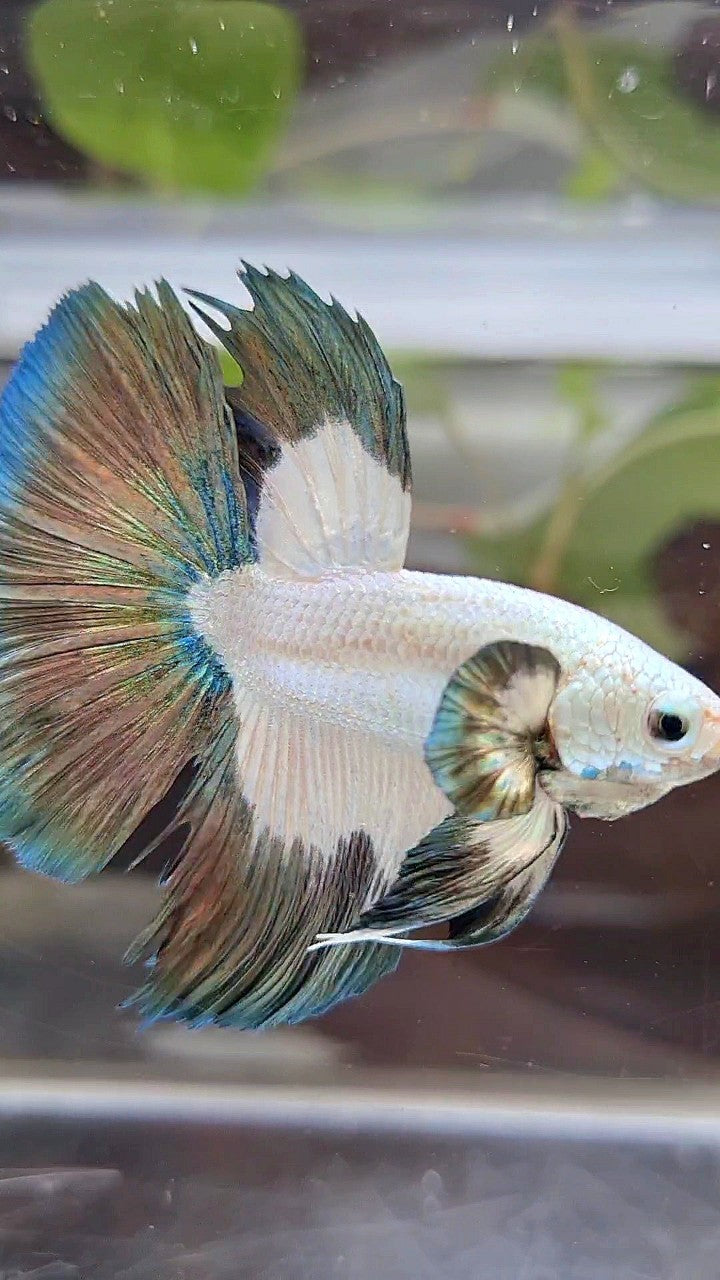 HALFMOON COPPER RIM PATTERN BETTA FISH