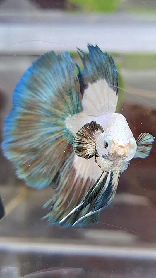 HALFMOON COPPER RIM PATTERN BETTA FISH
