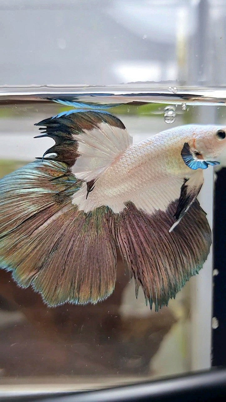 HALFMOON COPPER RIM PATTERN BETTA FISH