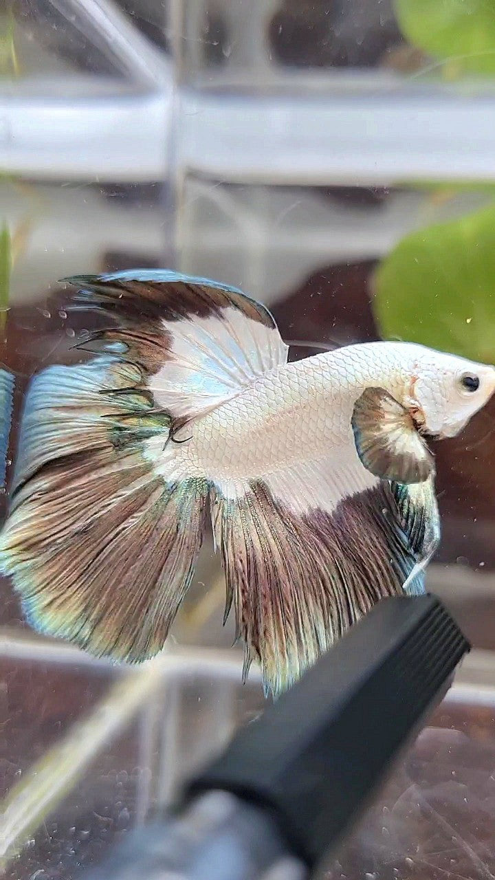 HALFMOON COPPER RIM PATTERN BETTA FISH